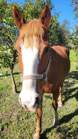 Marito