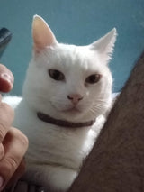 Manchita