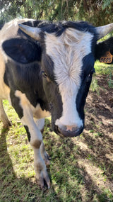 Oreja